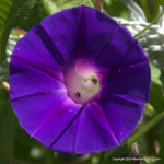 Ivy-leaf Morning Glory